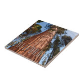 Carreau Séquoia géante (Côté)