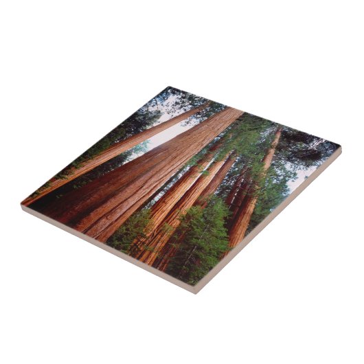 Carreau Séquoia séquoias (Côté)