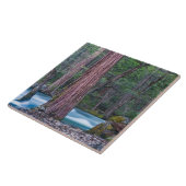 Carreau Sequoias & Merced River Yosemite National Park, CA (Côté)