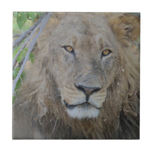 Carreau Sérieux Lion Stare