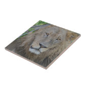 Carreau Sérieux Lion Stare (Côté)