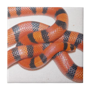 Carreau Serpent de lait hondurien de Hypo Milksnake