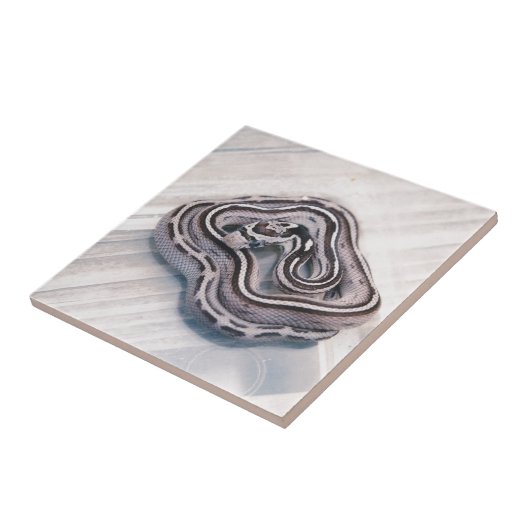 Carreau Serpent de maïs de bébé (Côté)