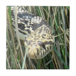 Carreau Serpent de R4 Taureau dans le tir de tête d'herbe