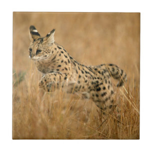 Carreau Serval (Leptailurus Serval) en train de sauter