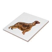 Carreau Setter irlandais (Côté)