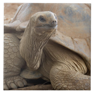 Carreau Seychelles Aldabran terre tortue