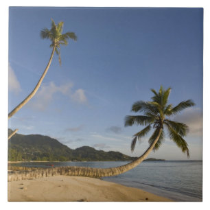 Carreau Seychelles, île de Mahe, palmier horizontal,