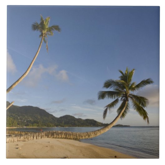 Carreau Seychelles, île de Mahe, palmier horizontal, (Devant)