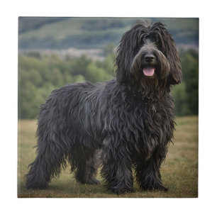 Carreau "Shaggy Elegance : Le chien noir Bergamasco Sheepd