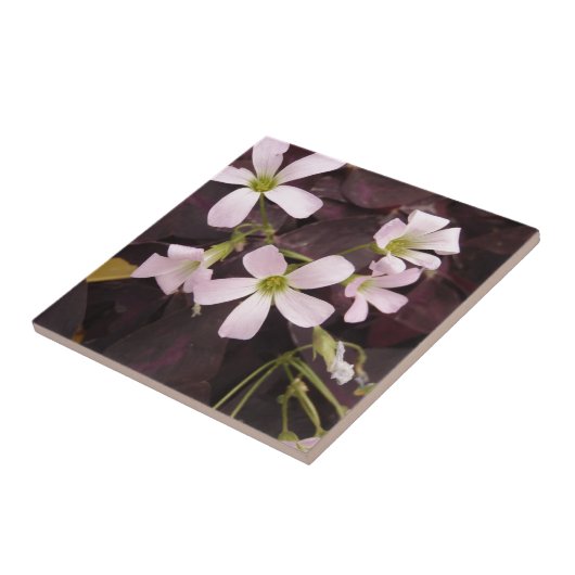 Carreau Shamrock faux Oxalis Triangularis (Côté)