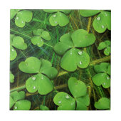 Carreau Shamrock vert St Patrick iPhone 5 Coque-Mate (Devant)