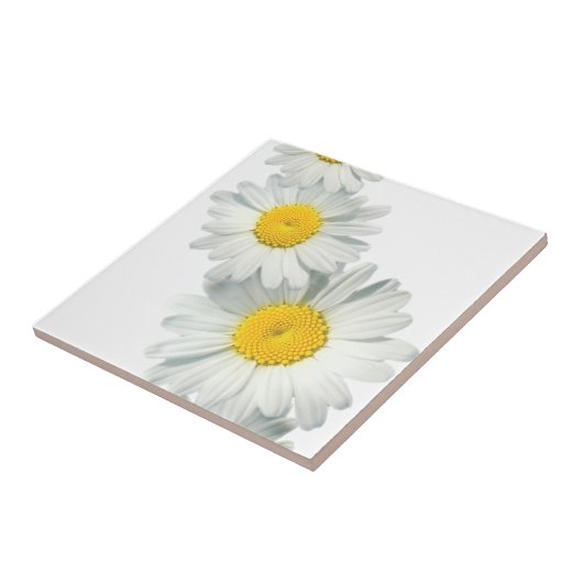 Carreau Shasta Daisies (Côté)