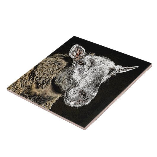 CARREAU SHEEP (Côté)