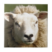 CARREAU SHEEP (Devant)