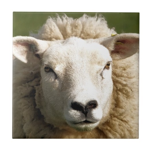 CARREAU SHEEP (Devant)