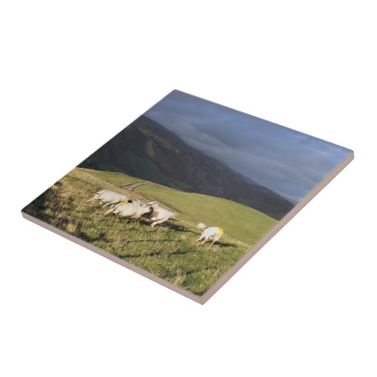 CARREAU SHEEP (Côté)