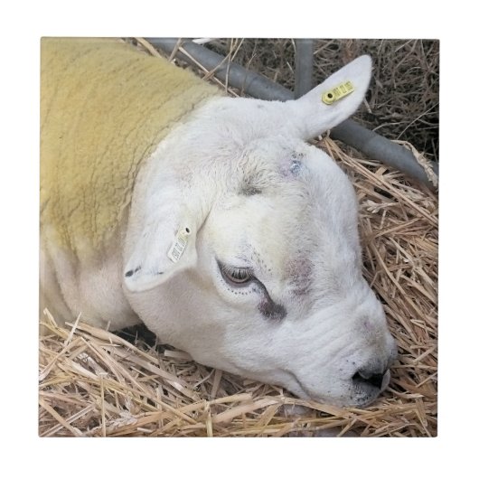 CARREAU SHEEP (Devant)