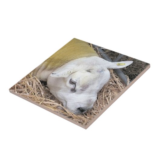 CARREAU SHEEP (Côté)