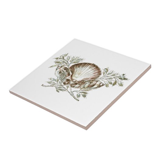 Carreau Shell blanc (Côté)