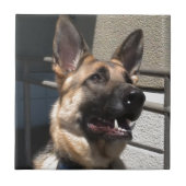 Carreau Shep (Devant)