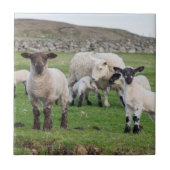 Carreau Shetland Sheep (Devant)