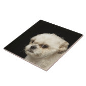 Carreau Shih blanc fâché Tzu avec les yeux bruns (Côté)