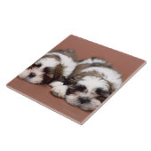 Carreau Shih Tzu (Côté)