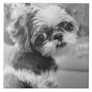 Carreau Shih Tzu Girl Carrelage en céramique noir et blanc