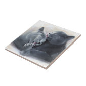 Carreau Shorthair britannique (Côté)