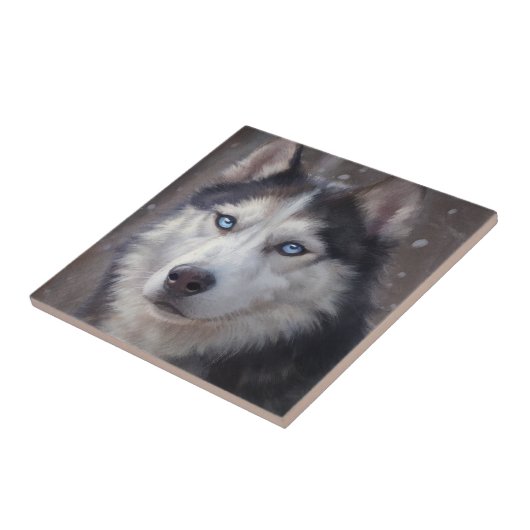 Carreau Sibérien Husky (Côté)