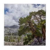 Carreau Sierra Juniper et arbres À feuillage persistant (Devant)