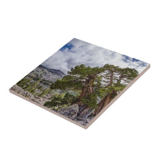 Carreau Sierra Juniper et arbres À feuillage persistant (Côté)