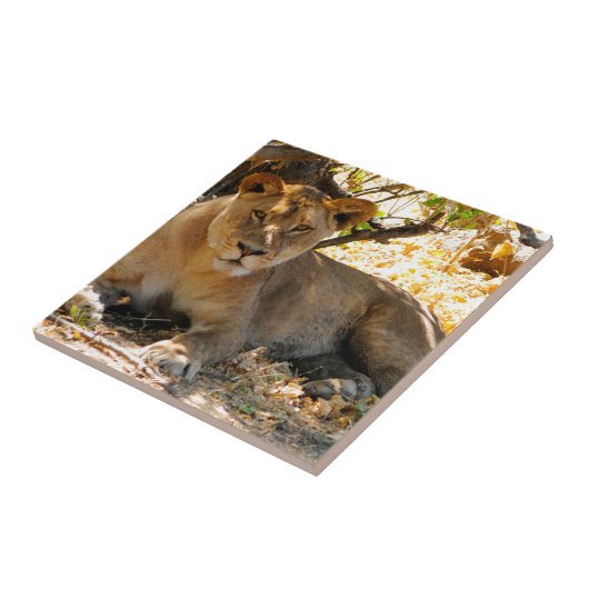 Carreau Siesta Time (Côté)