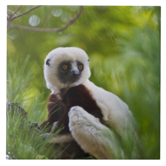 Carreau Sifaka de Coquerel dans la forêt 2 (Devant)