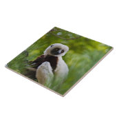 Carreau Sifaka de Coquerel dans la forêt 2 (Côté)