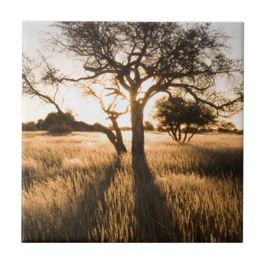 Carreau Silhouette D'Acacia Dans L'Herbe. Mariental (Devant)