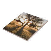 Carreau Silhouette D'Acacia Dans L'Herbe. Mariental (Côté)