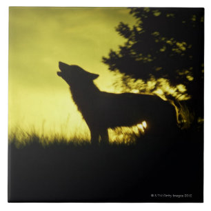 Carreau Silhouette de loup hurlant