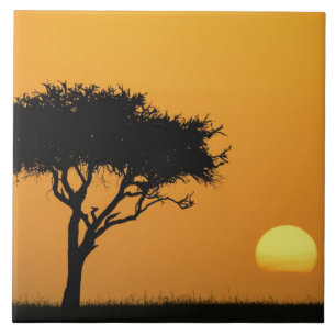 Carreau Silhouette d'un seul acacia au lever du soleil, Ma