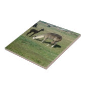 Carreau Silver Grey Alpaca & Cria (Côté)