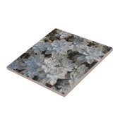 Carreau Silvery Blue Succulents Botanique Photographie (Côté)