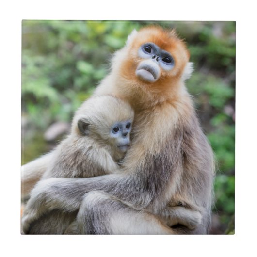 Carreau Singe à nez doré avec bébé (Devant)