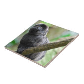 Carreau Singe adorable de Goeldi (Côté)