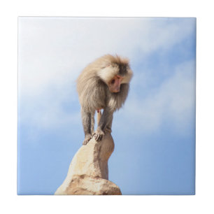 Carreau Singe babouin au sommet d'une montagne