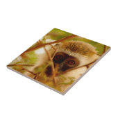 Carreau Singe Cheeky. (Côté)