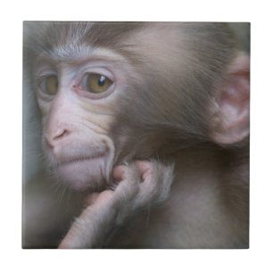 Carreau Singe de bébé