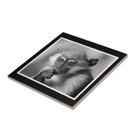 Carreau Singe de Mangabey de bébé (Côté)