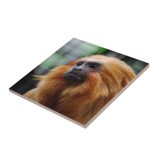 Carreau Singe de Tamarin (Côté)