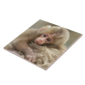 Carreau Singe des neiges, Jigokudani, Nagano, Japon 2 (Côté)